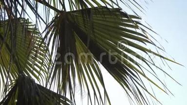 棕榈叶剪影和太阳在日落时透过。 天空背景上的棕榈树。 蓝天上的树叶